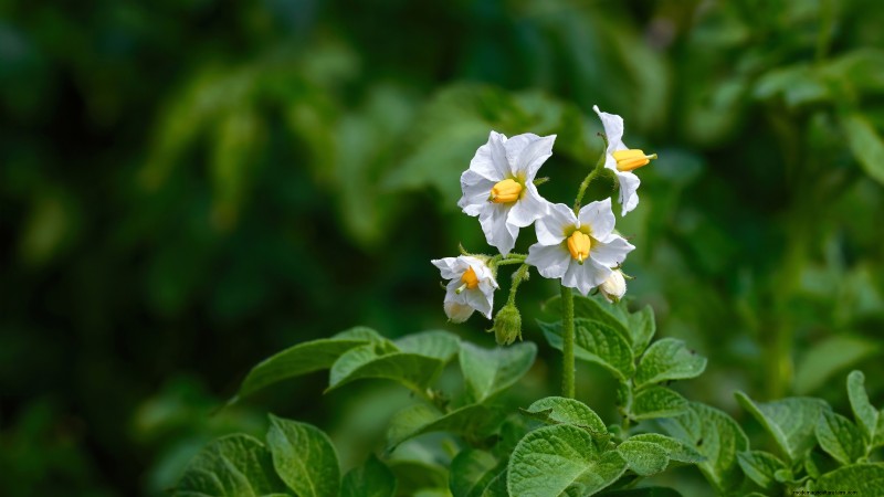 Piantare patate:intere o tagliate - Una guida per il giardiniere 