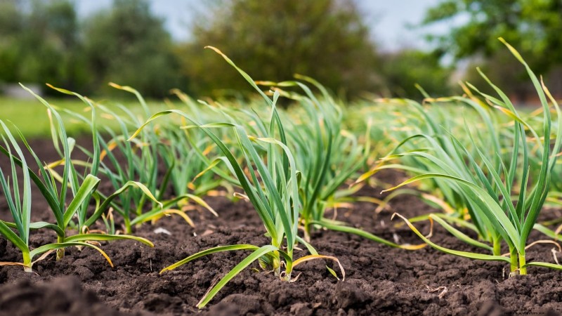 Cultivo de hortalizas económico:las 9 mejores hortalizas para cultivar (y 7 para evitar) 