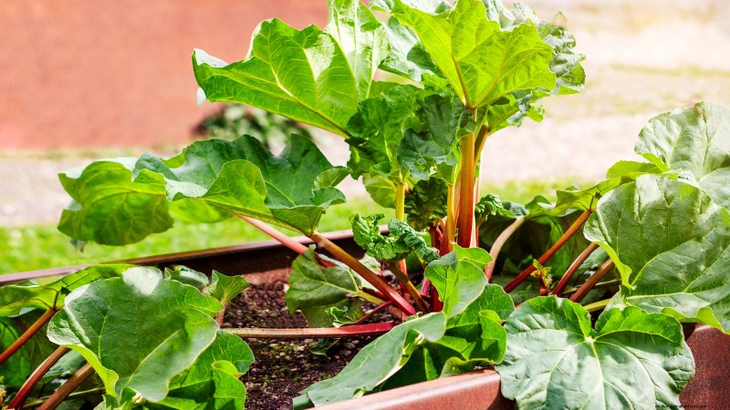 Cultivo de hortalizas económico:las 9 mejores hortalizas para cultivar (y 7 para evitar) 