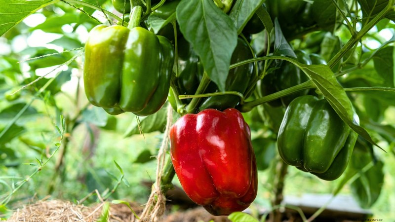 Cultivo de hortalizas económico:las 9 mejores hortalizas para cultivar (y 7 para evitar) 