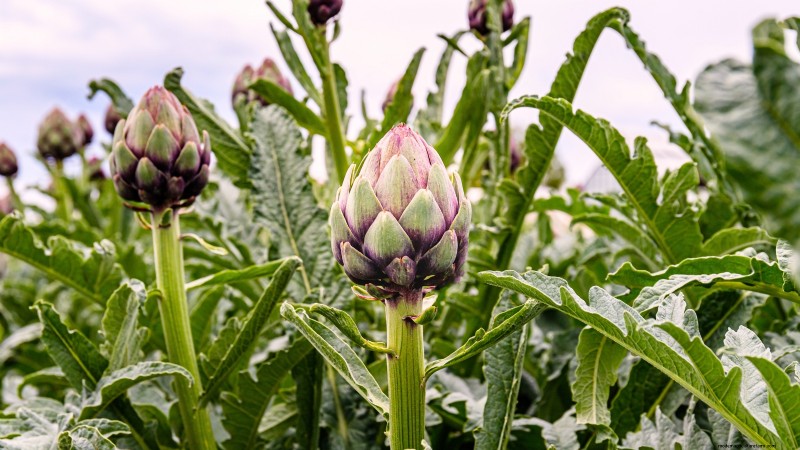 Cultivo de hortalizas económico:las 9 mejores hortalizas para cultivar (y 7 para evitar) 