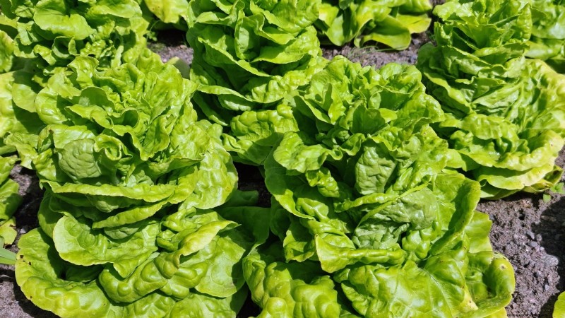 Cultivo de hortalizas económico:las 9 mejores hortalizas para cultivar (y 7 para evitar) 