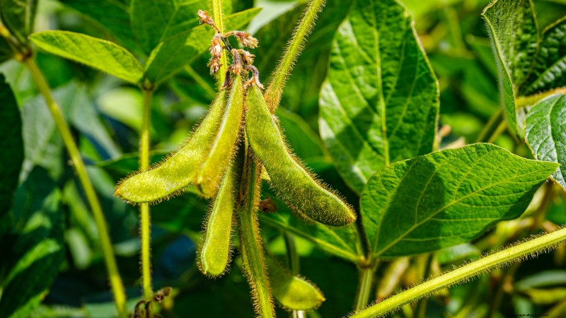 Cultivo de hortalizas económico:las 9 mejores hortalizas para cultivar (y 7 para evitar) 