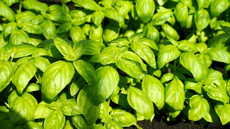 Cultivo de hortalizas económico:las 9 mejores hortalizas para cultivar (y 7 para evitar) 