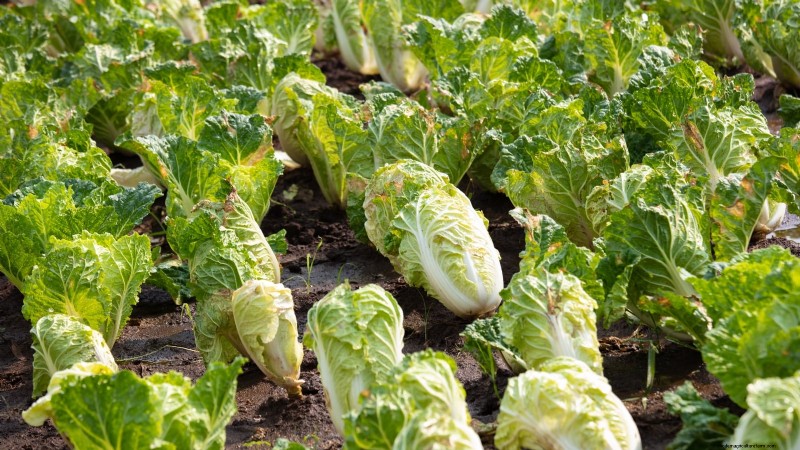Cultivo de hortalizas económico:las 9 mejores hortalizas para cultivar (y 7 para evitar) 