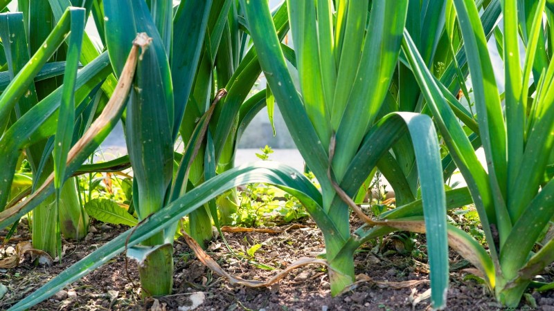 Cultivo de hortalizas económico:las 9 mejores hortalizas para cultivar (y 7 para evitar) 