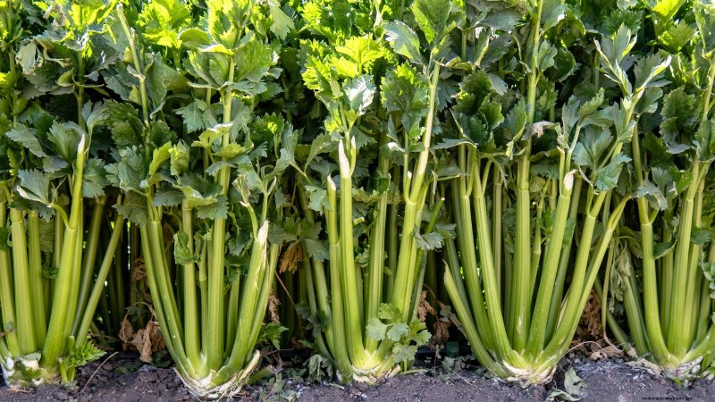 Cultivo de hortalizas económico:las 9 mejores hortalizas para cultivar (y 7 para evitar) 