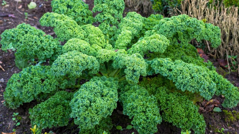 Cultivo de hortalizas económico:las 9 mejores hortalizas para cultivar (y 7 para evitar) 