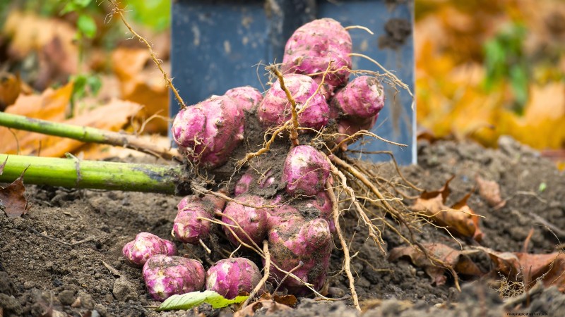 Cultivo de hortalizas económico:las 9 mejores hortalizas para cultivar (y 7 para evitar) 