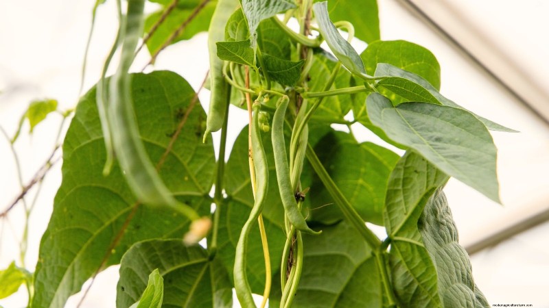 Cultivo de hortalizas económico:las 9 mejores hortalizas para cultivar (y 7 para evitar) 
