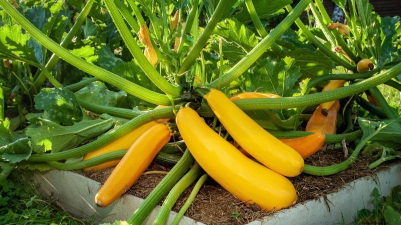 Cultivo de hortalizas económico:las 9 mejores hortalizas para cultivar (y 7 para evitar) 