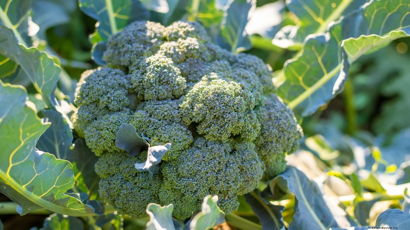 Cultivo de hortalizas económico:las 9 mejores hortalizas para cultivar (y 7 para evitar) 