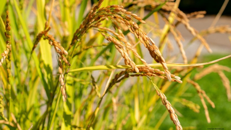 Cultivo de hortalizas económico:las 9 mejores hortalizas para cultivar (y 7 para evitar) 