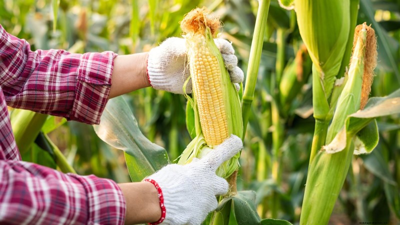 Come coltivare il mais dolce:7 consigli esperti sulla semina per un raccolto abbondante 