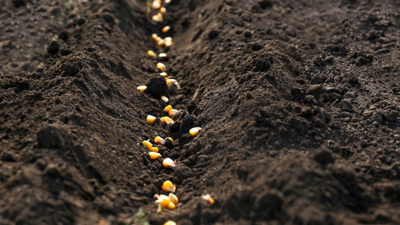 Come coltivare il mais dolce:7 consigli esperti sulla semina per un raccolto abbondante 