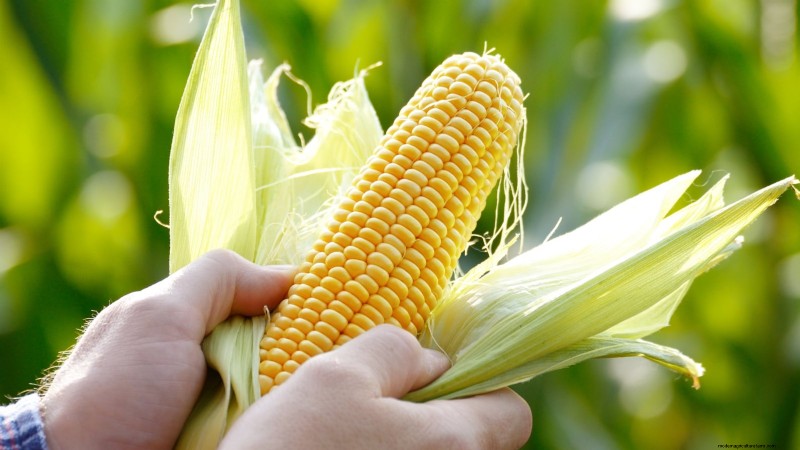 Come coltivare il mais dolce:7 consigli esperti sulla semina per un raccolto abbondante 