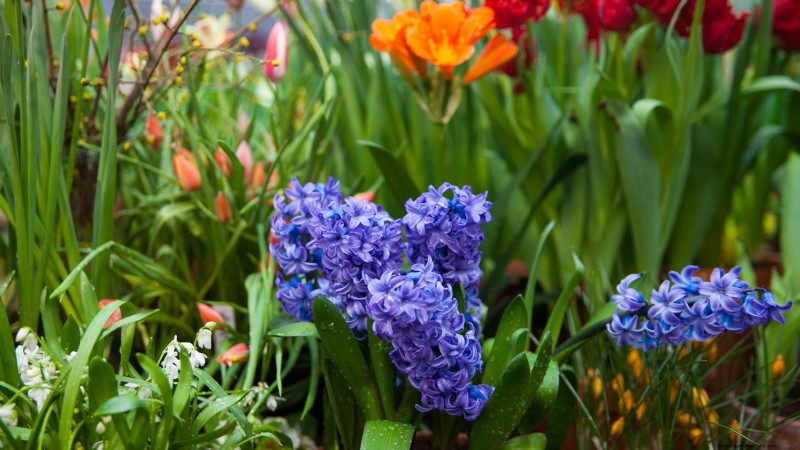 Idee per il giardino in contenitori primaverili:13 fantastici design 