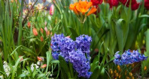 Idee per il giardino in contenitori primaverili:13 fantastici design 
