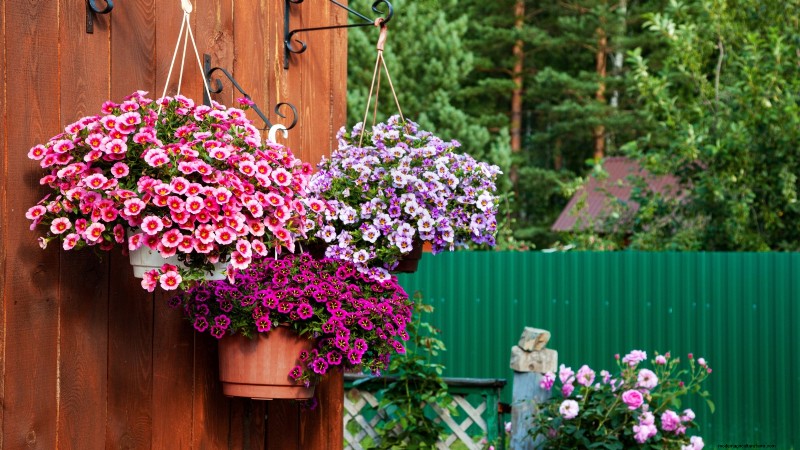Idee per il giardino in contenitori primaverili:13 fantastici design 