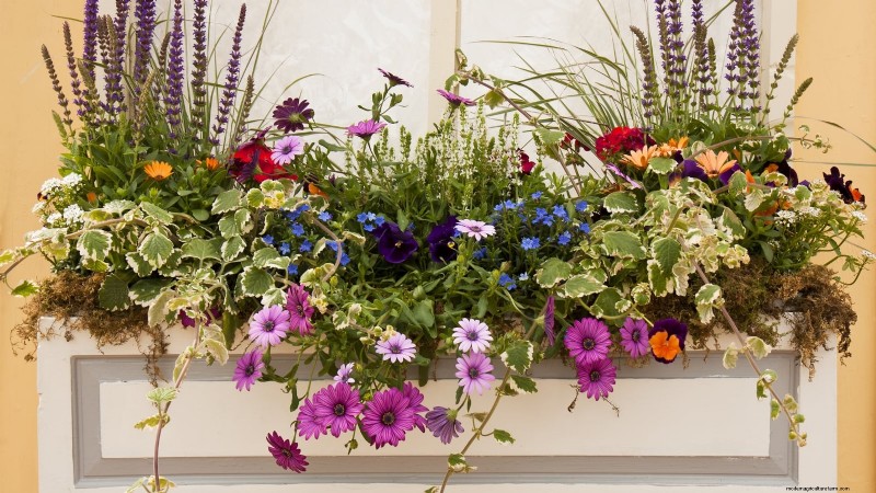 Idee per il giardino in contenitori primaverili:13 fantastici design 
