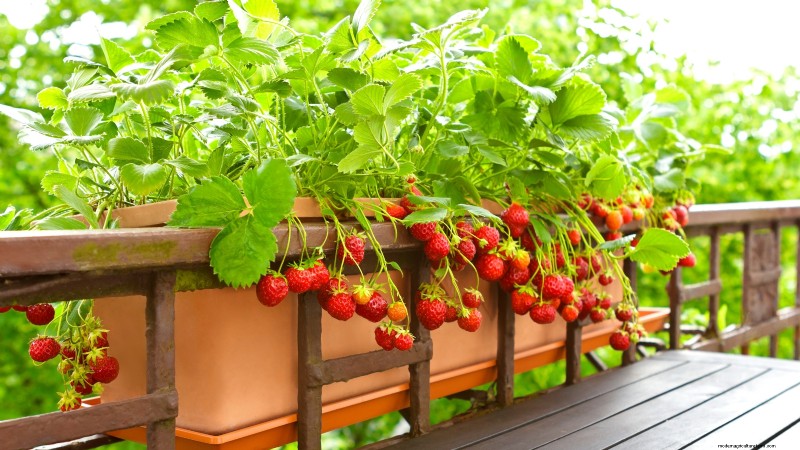 Idee per il giardino in contenitori primaverili:13 fantastici design 