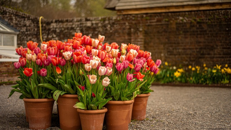 Idee per il giardino in contenitori primaverili:13 fantastici design 