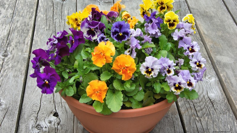 Idee per il giardino in contenitori primaverili:13 fantastici design 