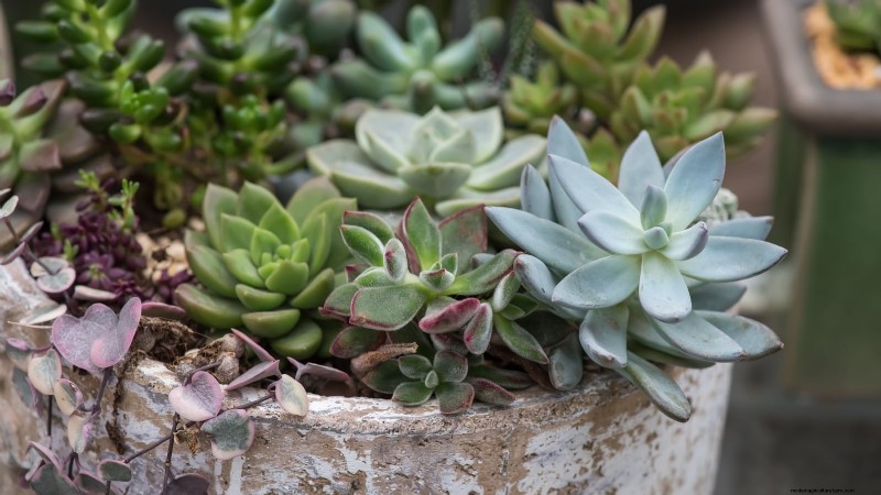Idee per il giardino in contenitori primaverili:13 fantastici design 