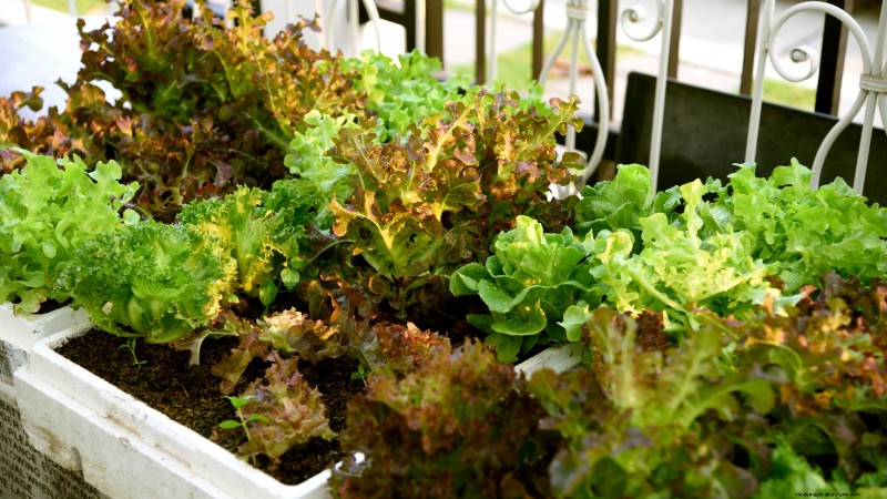 Idee per il giardino in contenitori primaverili:13 fantastici design 