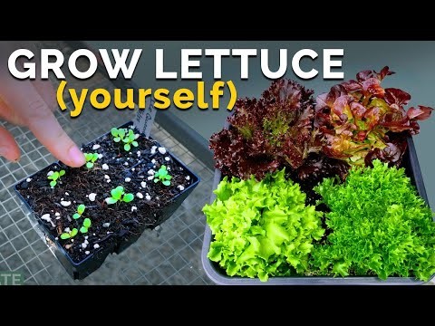 Idee per il giardino in contenitori primaverili:13 fantastici design 