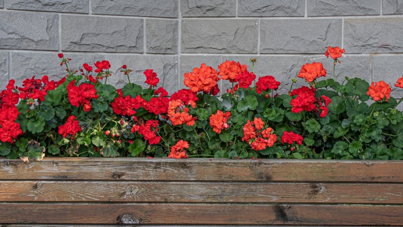 Idee per il giardino in contenitori primaverili:13 fantastici design 