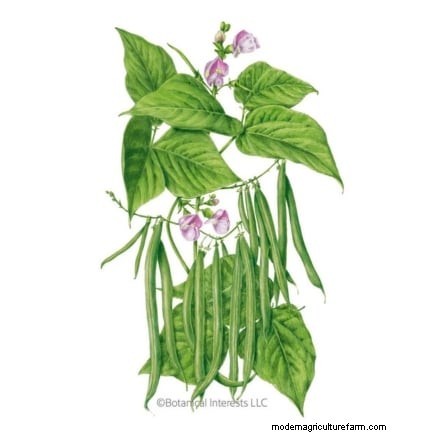 Verdure essenziali per un giardino di sopravvivenza sostenibile 
