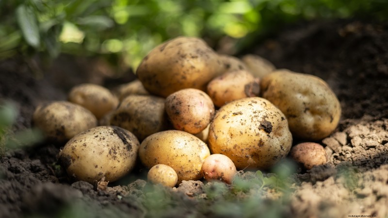 Verdure essenziali per un giardino di sopravvivenza sostenibile 