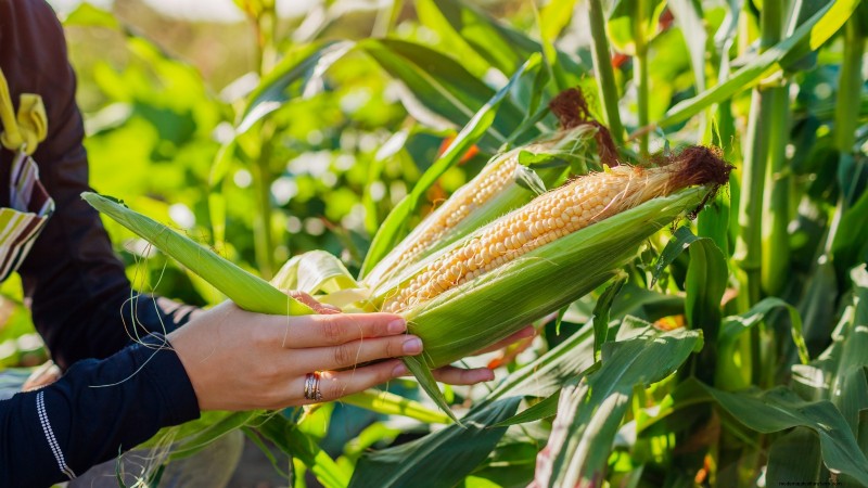 Verdure essenziali per un giardino di sopravvivenza sostenibile 