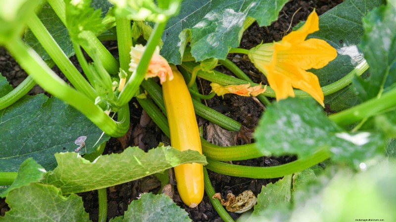 Verdure essenziali per un giardino di sopravvivenza sostenibile 
