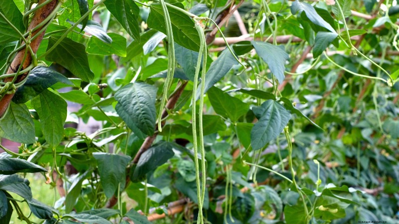 Verdure essenziali per un giardino di sopravvivenza sostenibile 