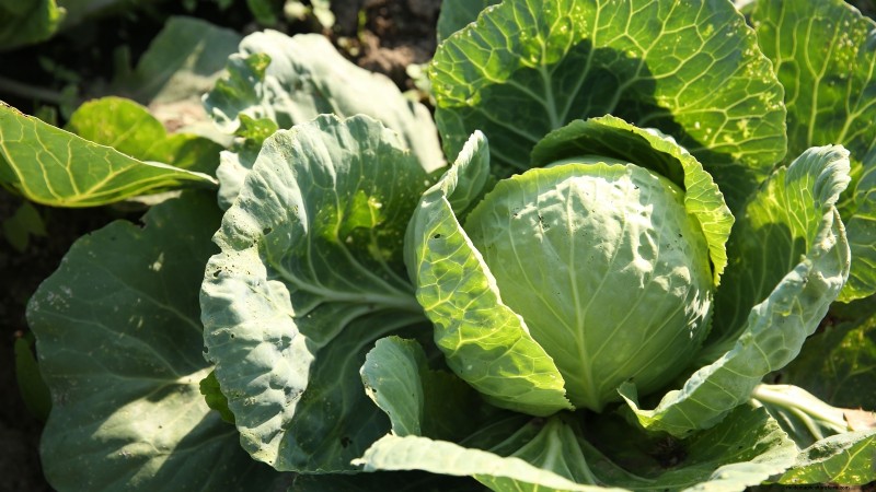 Verdure essenziali per un giardino di sopravvivenza sostenibile 
