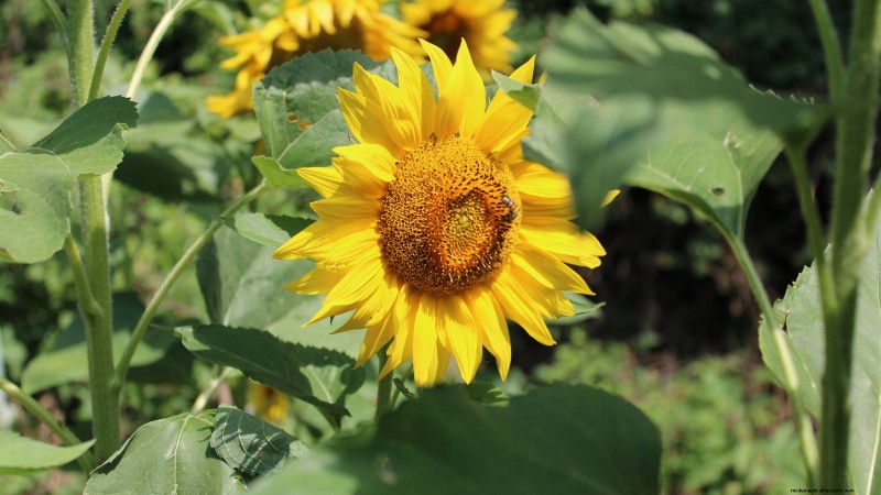 Verdure essenziali per un giardino di sopravvivenza sostenibile 