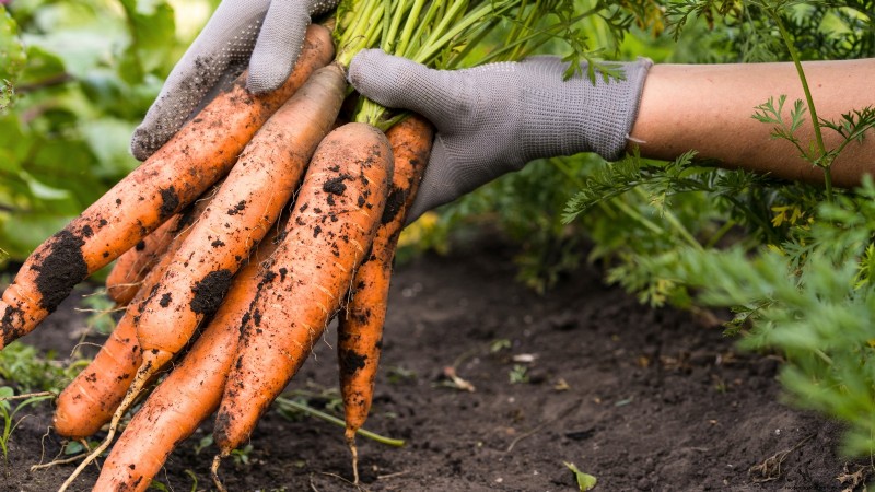 Verdure essenziali per un giardino di sopravvivenza sostenibile 