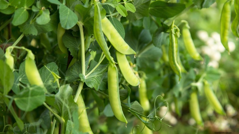 Verdure essenziali per un giardino di sopravvivenza sostenibile 
