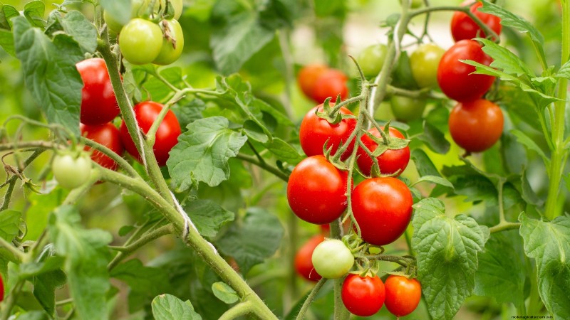 Verdure essenziali per un giardino di sopravvivenza sostenibile 