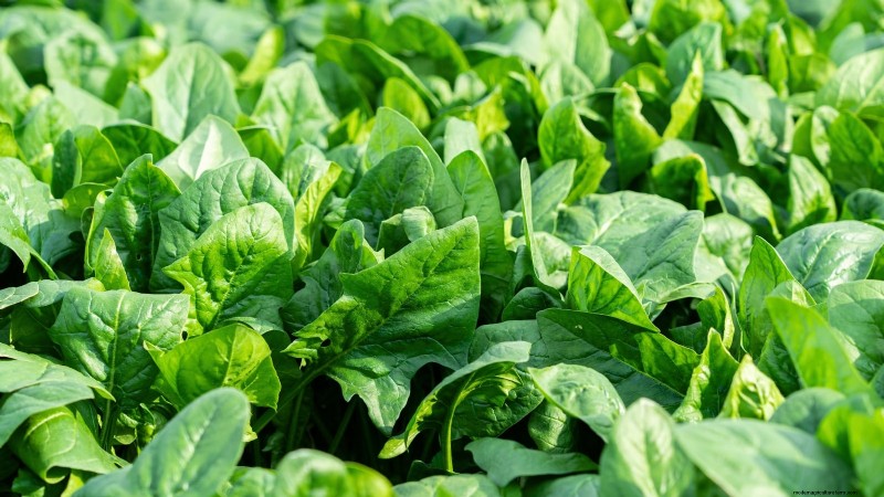 Verdure essenziali per un giardino di sopravvivenza sostenibile 