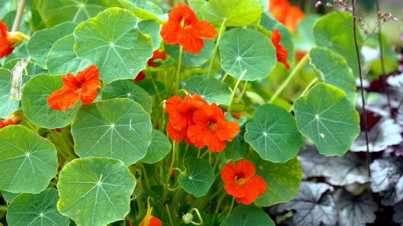 Verdure essenziali per un giardino di sopravvivenza sostenibile 