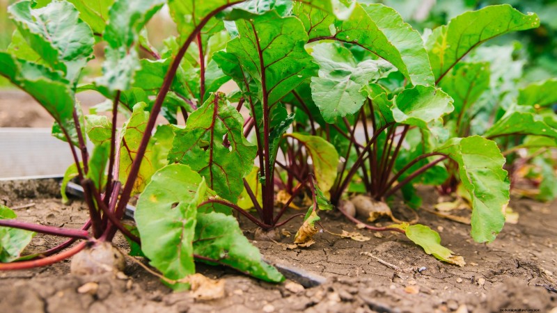 Verdure essenziali per un giardino di sopravvivenza sostenibile 
