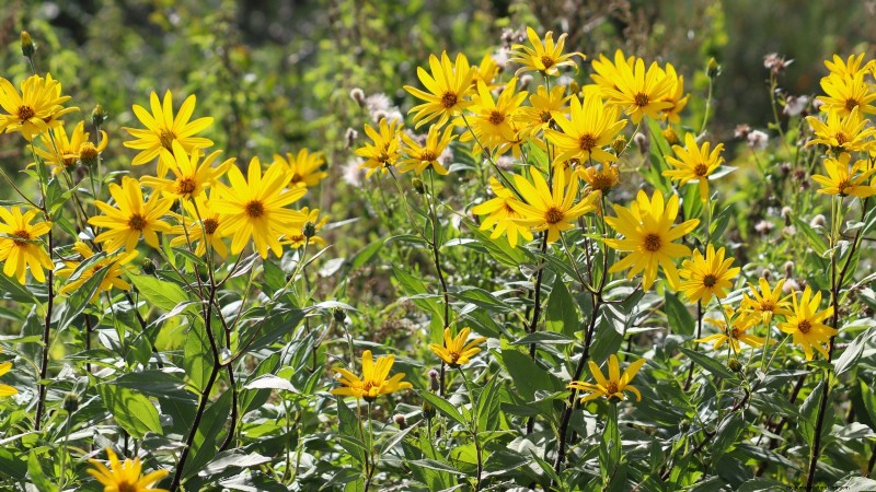 Verdure essenziali per un giardino di sopravvivenza sostenibile 