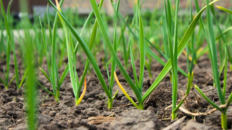 Verdure essenziali per un giardino di sopravvivenza sostenibile 