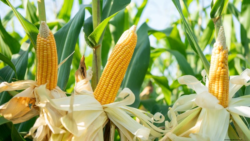 11 unverzichtbare Survival-Gartensamen für den Frühling – sorgen Sie für Ernährungssicherheit 