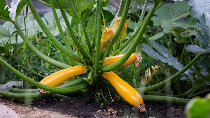 11 unverzichtbare Survival-Gartensamen für den Frühling – sorgen Sie für Ernährungssicherheit 