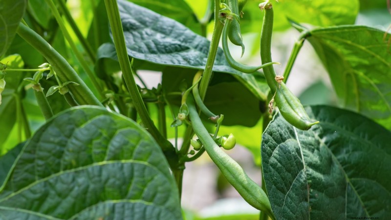 11 unverzichtbare Survival-Gartensamen für den Frühling – sorgen Sie für Ernährungssicherheit 