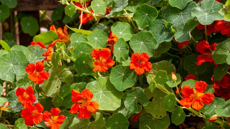 11 unverzichtbare Survival-Gartensamen für den Frühling – sorgen Sie für Ernährungssicherheit 